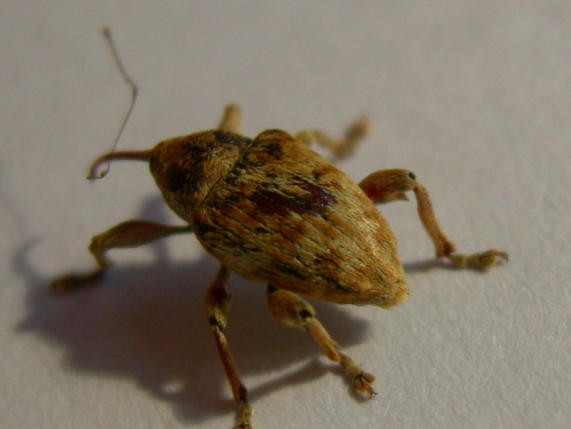 Curculio pellitus del Vicentino